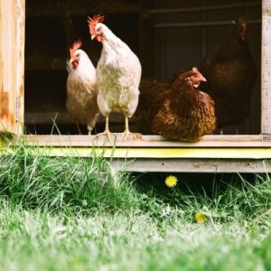 Unique Outdoor Pets To Keep in Your Backyard