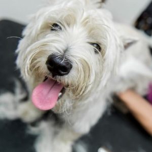 Dog Grooming Tricks of the Trade for Professionals