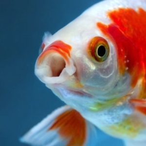 Best Practices for Keeping Your Fish Alive