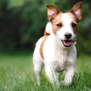 Keeping Fido Fit: Why Dogs Need Regular Exercise