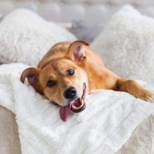 Benefits of Having a Dog in Your Life