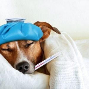 Important Signs That Mean Your Dog Is Sick