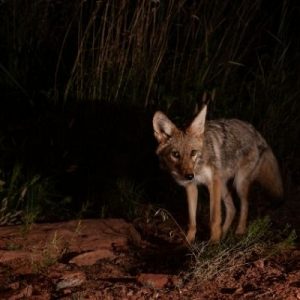 The Best Equipment for Night Hunting