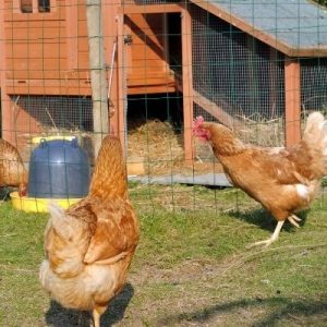The Necessary Parts of a Chicken Coop