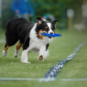 Tips for Tiring Out Your High-Energy Puppy