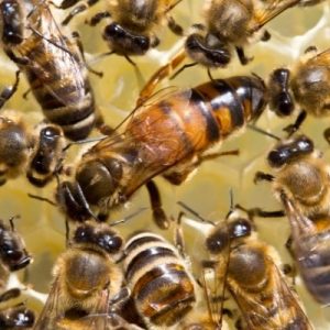 The Importance of the Queen Bee