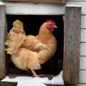 How To Make Your Chicken Coop Warmer This Winter