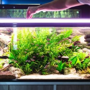 Marine Care: 4 Warning Signs of an Unhealthy Aquarium