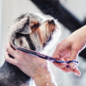 Dog Grooming Basics: The Different Types of Dog Fur