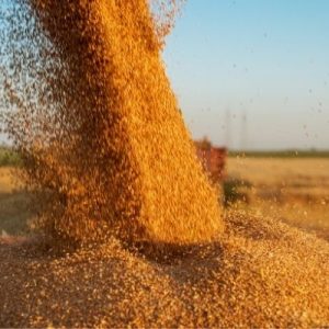 Essential Tips for Properly Storing Grain Long-Term