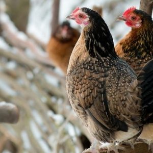 How To Prepare Your Chickens for Winter