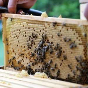 The Different Parts of a Beehive