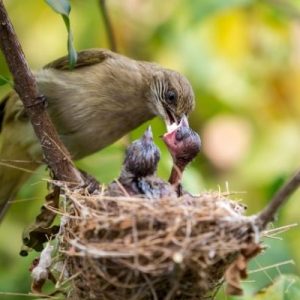 The Difference Between Precocial and Altricial Animals