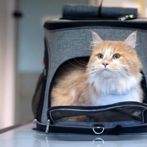 Benefits of Scheduling Regular Check-Ups for Your Pets