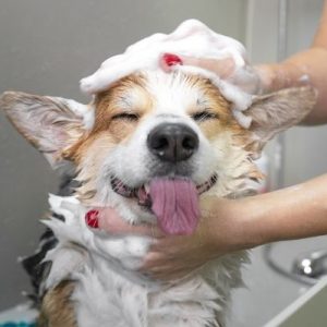 How To Attract More Clients To Your Dog Grooming Business