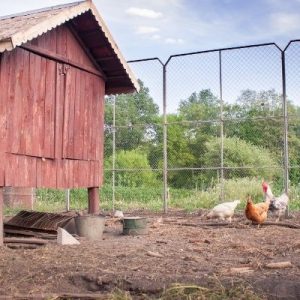 3 Tips for Predator-Proofing Your Chicken Coop