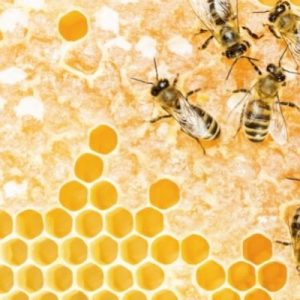 How To Start a Career as a Beekeeper