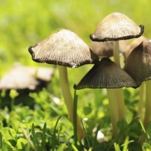The Most Common Landscaping Problems