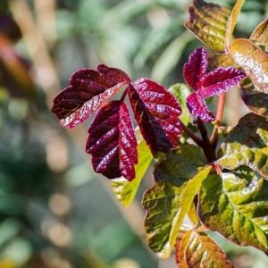 Pick Your Poison: Tips for Planting a Poison Garden