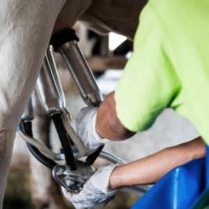 Common Equipment Used in Dairy Farms