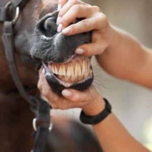 How To Protect Your Horse’s Teeth
