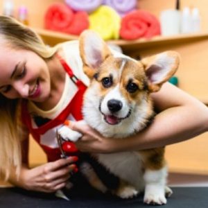 The Best Careers for Animal Lovers