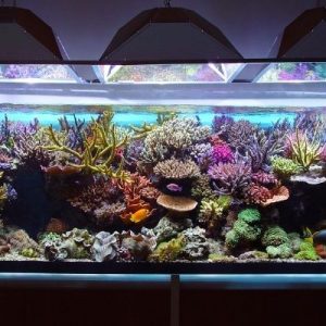 Tank Health: Debunking Common Saltwater Aquarium Myths