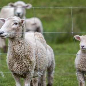 Reasons Fencing Is so Effective With Livestock