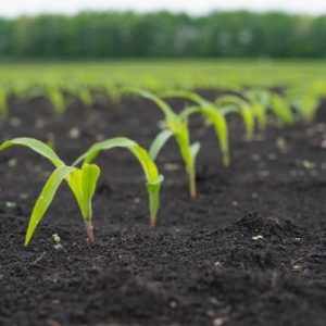 The Most Common Mistakes Made by New Farmers
