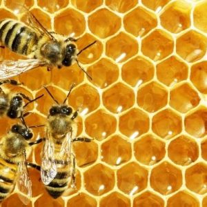 The Glory of Nature: The Coolest Animals on the Planet