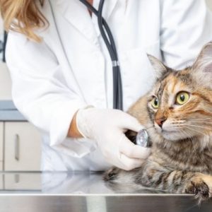Smart Handling: Important Safety Tips for Veterinarians