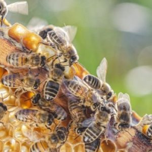 The Most Important Animals for Human Survival