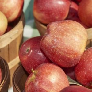 What to Do Before Becoming a Vendor at the Farmer’s Market