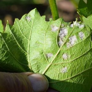 Common Places You Can Find Mildew Outdoors