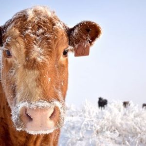 Best Ways To Keep Farm Animals Warm in the Winter