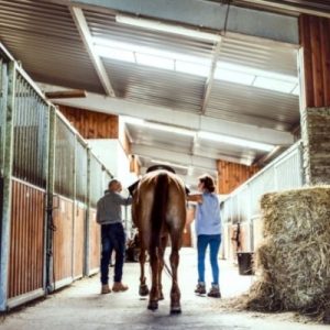 What You Should Know About Caring for Horses