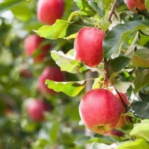 The Best Ways To Care for Your Apple Trees