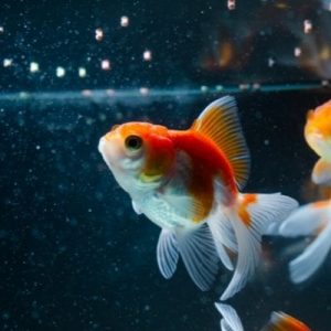Best Beginner Tips for Keeping Your Fish Alive