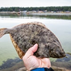 Top Ways To Get Started Flounder Gigging