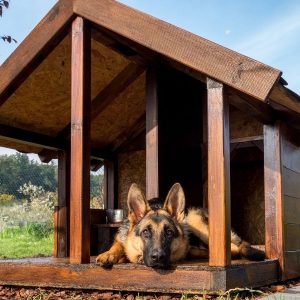 Man’s Best Friend: Fun Ways to Spoil Your Dog