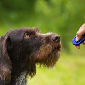 How To Decide What Dog Training Method Is Right for You