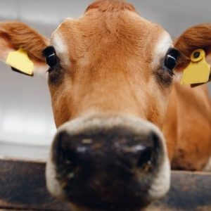 Tips for Protecting Your Livestock From Wild Predators