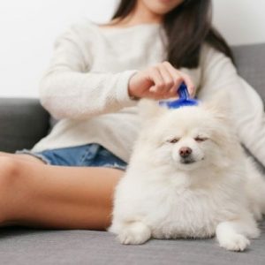 3 Tips for Properly Grooming Your Pet Dog