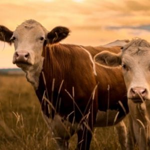 What To Know Before You Start Raising Cattle