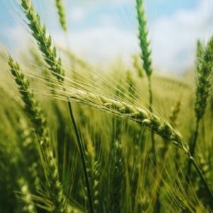 Ways To Increase Your Farm’s Productivity