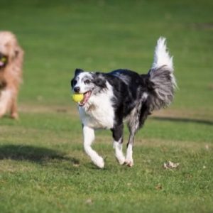 Things To Know When Choosing a Doggy Daycare