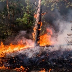 The Best Strategies for Fighting Wildland Fires