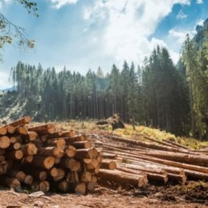 The Different Types of Logging Equipment