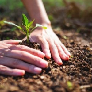 Common Environmental Factors That Affect Tree Growth