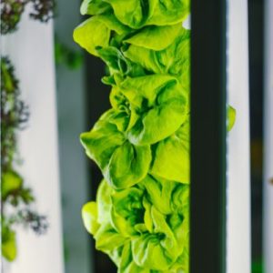 How To Start a Farm in an Apartment Building